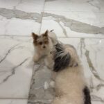 Janhvi Kapoor Instagram - past couple of days- from 🧜🏼‍♀️ to 🥷 to 🤕 to 🥰 and everything in between