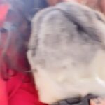 Jewel Mary Instagram - U make un poco loco every single day haiku !!!! Quick reel session with barking star haiku the pug 😂😂😂 #unpocoloco