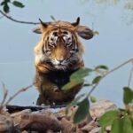 John Abraham Instagram - As someone who feels deeply about Tiger conservation and who has been emotionally connected to the tragedy of Ustad I am honoured to share with you the trailer of the award winning documentary, Tiger 24. It will be playing in the theatres in India from January 20th. @tiger24film @warrenpereira.official @aafilms.official #T24Tiger #Tiger24 #Ustad #T24Movie #t24film