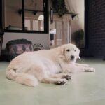 Kalidas Jayaram Instagram - Rest in peace my boy ❤️ I hope they have a lot of ice cream and sweets wherever you are … thank you for being the most happiest, lovable & caring dog in the whole wide world Amma,appa,Chakki & me will miss you ♾️ my brother