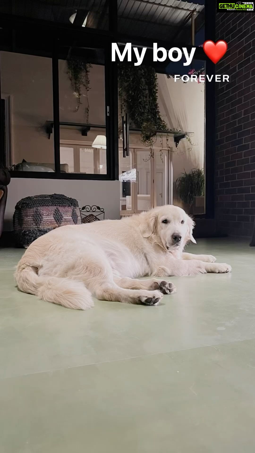 Kalidas Jayaram Instagram - Rest in peace my boy ❤️ I hope they have a lot of ice cream and sweets wherever you are … thank you for being the most happiest, lovable & caring dog in the whole wide world Amma,appa,Chakki & me will miss you ♾️ my brother