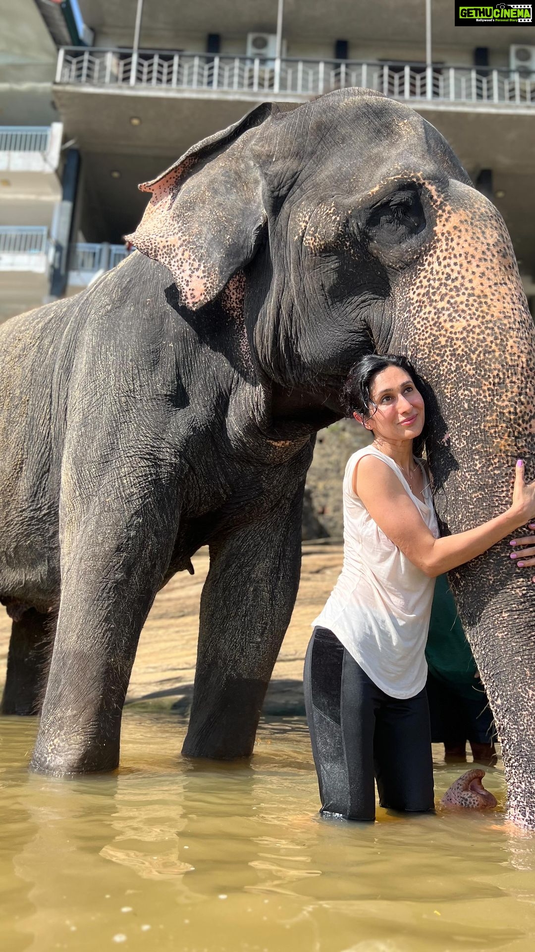 Karanvir Bohra Instagram - Our little glimpse for the Colombo trip ….🐘🐘🐘♥️