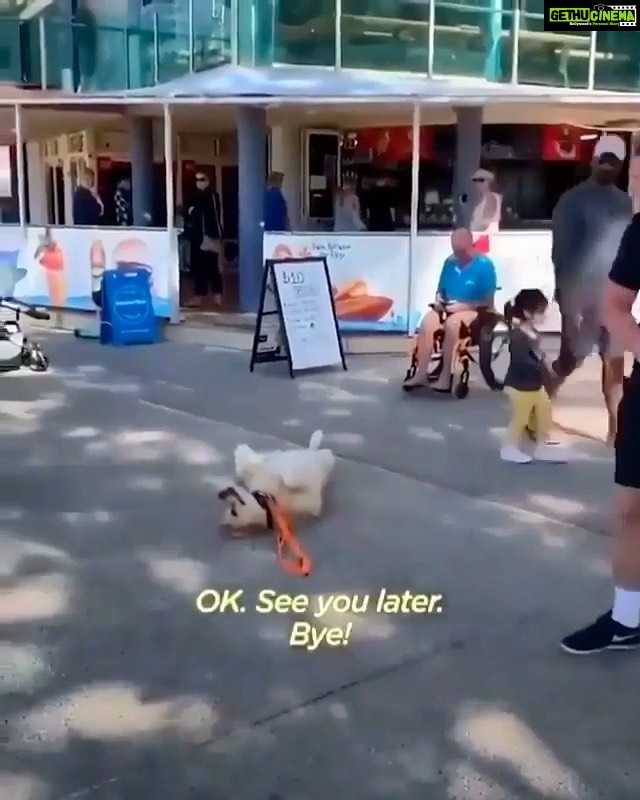 Kashmera Shah Instagram - I found this way too cute #dogs #dogofinstagram #dogoftheday #animals #kashmerashah #kashmirashah