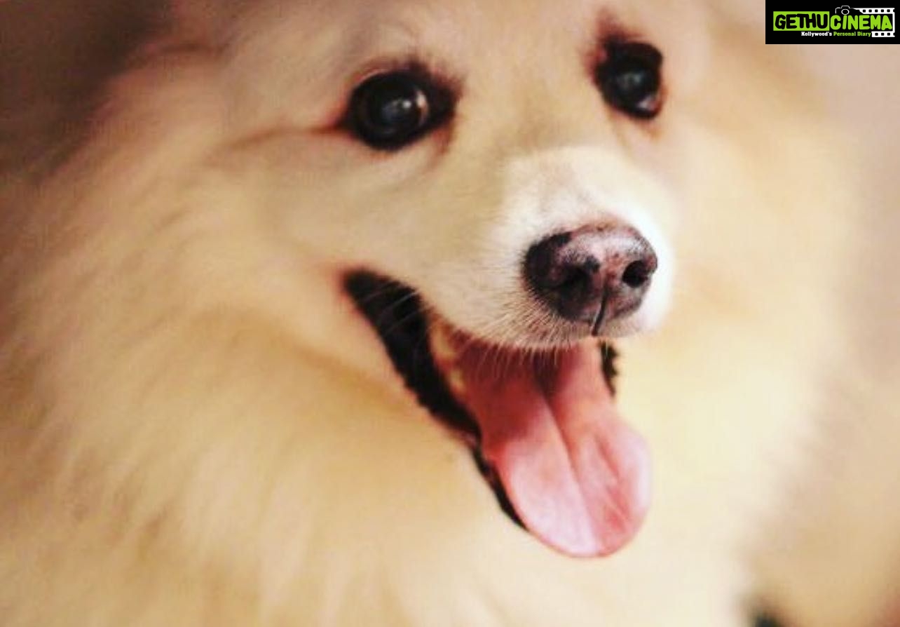 Kashmera Shah Instagram - Happy birthday my darling #boo. I miss u. Will see you when I see you. Thank you for reminding me of you today. Love always @krushna30