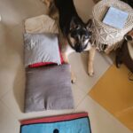 Kavita Kaushik Instagram - Too amazing to not share, I fell during the first set of sheershasan so sat to meditate n focus, opened my eyes to this protection from hubby and furry baby ! They don't let me miss having a brother today 🥰🥰🧿 #happyrakshabandhan #Allinone #Bestbuddies #blessedwiththebest
