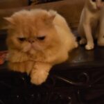 Kavita Kaushik Instagram - My Animals teach me that no matter what you achieve or do in life , Some will make you feel like shit while some will slobber you with love and affection ! ENJOY BOTH 😇 Glad @hungama_play doesn't have jaggu's taste in music 🤪
