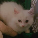 Kavita Kaushik Instagram – If I could I would adopt every cat ever born !!! But for now pls say hello to the new addition to our family CC ! Yes shez named after the curious n fearless Chandramukhi Chautala because this little one may be 2 months old but has already taken over the home , making dad @justronnit dance on her lil paws ! 🐾 Siblings Jaggu, Raaka & lala ki toh khair nahi😅❤️🧿 #cats #catsofinstagram #allmyheart #animals #are #better #than #humans