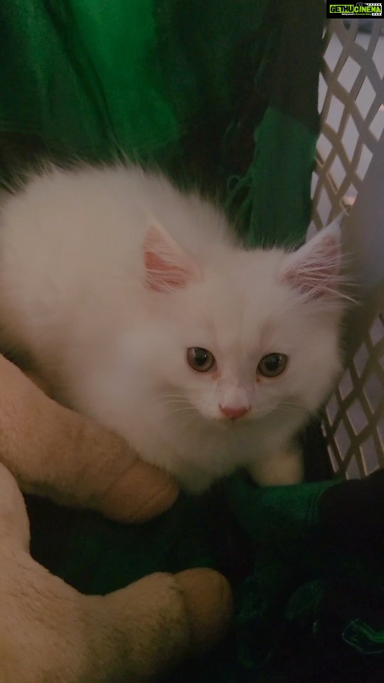 Kavita Kaushik Instagram - If I could I would adopt every cat ever born !!! But for now pls say hello to the new addition to our family CC ! Yes shez named after the curious n fearless Chandramukhi Chautala because this little one may be 2 months old but has already taken over the home , making dad @justronnit dance on her lil paws ! 🐾 Siblings Jaggu, Raaka & lala ki toh khair nahi😅❤️🧿 #cats #catsofinstagram #allmyheart #animals #are #better #than #humans
