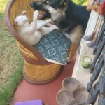 Kavita Kaushik Instagram - WARNING ! VIOLENT CONTENT ! #Brothers #In #a #fight #my #tribe #my #babies #are #the #best , #gentlegiant #Raaka , #Shaitaan #lala , #khadoos #jaggu #cats #catsofinstagram #dog #dogsofinstagram #animals #are #awesome