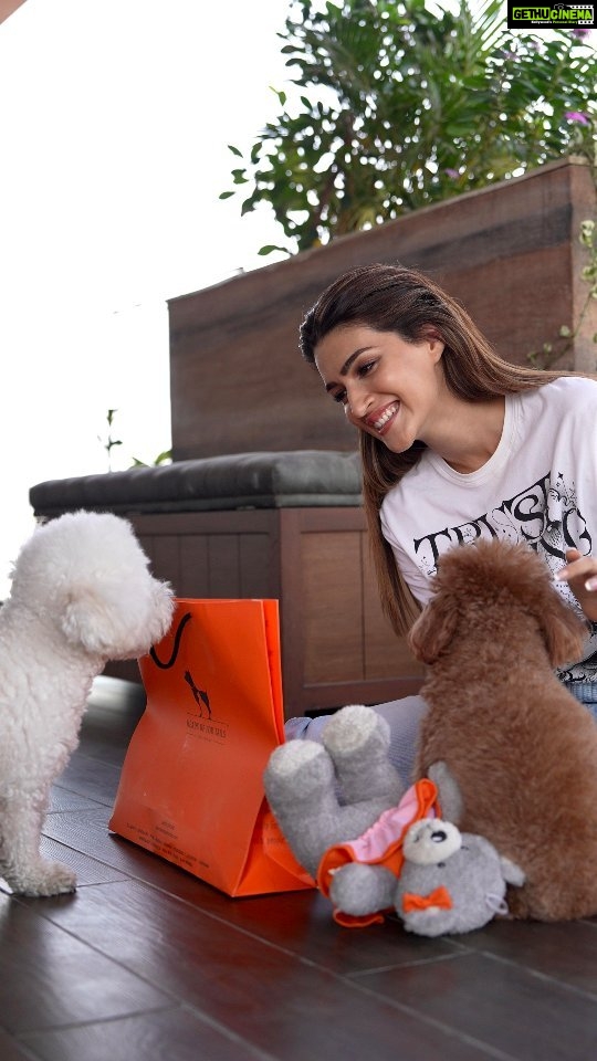 Kriti Sanon Instagram - It’s Phoebe and Disco’s fav pet care brand’s birthday!!! Happy 15th Birthday, @headsupfortails! 🧡🐩 HUFT is celebrating their birthday with a lot of amazing offers, launches and freebies. 😍 ✅ Also, don’t forget to use code HUFTKRITI10 to get a 10% discount on all HUFT products #HUFT #HeadsUpForTails #HUFTXKritiSanon #PetParents #PetProducts #KritiSanon #HeadsUpForTailsFoundation