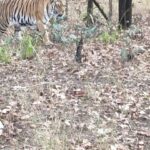 Kritika Sharma Instagram – Pench jungle camp @penchjunglecamp is my recommendation for an amazing jungle safari experience for all the animal lovers out there! 
Situated in MP border just two hours away from Nagpur is a perfect gateaway! The hospitality is amazing ! You can opt for variety of rooms my favourite was the luxury tent rustic yet classy with all the best amenities in the midst of nature ! Pench Jungle Camp