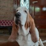 Kushboo Instagram - Snoopy, you were loved you more than we showed. You came into our lives as a shy baby but you bowled us over with your love and cuteness. You were part of us for more than 12 yrs. And these 12 yrs were bliss with you around. We will miss you. Hope you are finally at peace and not in pain anymore. And yes, I am sure you will bowl over God with your charm and get extra treats. Rest in peace darling. #SnoopySundar #RIP 🥺🥺🥺💔💔💔😭😭😭🫶🫶🫶