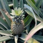 Lahari Shari Instagram - The pineapple is a symbol of welcome, warmth, friendship and hospitality 🍍❤️ #pineapple #farmhouse #keralaspecial #loveit #happysoul #positiveenergy Kerala, India