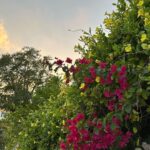 Lara Dutta Instagram - To be surrounded by so much natural beauty is a joy and blessing like no other!! March in full bloom!!! #gratitude #blessed