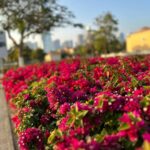 Lara Dutta Instagram - To be surrounded by so much natural beauty is a joy and blessing like no other!! March in full bloom!!! #gratitude #blessed