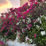 Lara Dutta Instagram - To be surrounded by so much natural beauty is a joy and blessing like no other!! March in full bloom!!! #gratitude #blessed