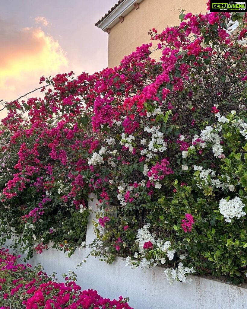 Lara Dutta Instagram - To be surrounded by so much natural beauty is a joy and blessing like no other!! March in full bloom!!! #gratitude #blessed
