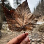 Lijomol Jose Instagram – 🍁 Hampta Pass Trekking