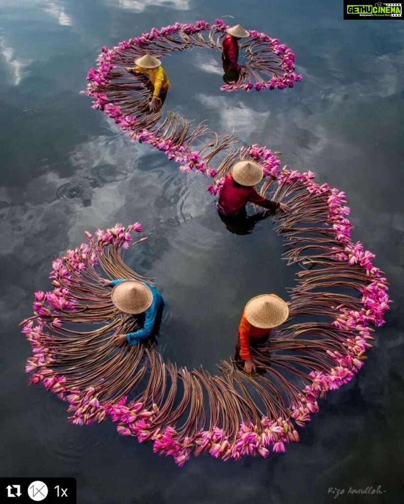 Lisa Ray Instagram - Stolen moments. A beauty pause. #Repost @1x with @use.repost ・・・ ・Photographer @riza_amrullah ・・Selected by @makiko_makomo . 1x.com is a photo community with a difference because all photos are curated by a team of experts. Gain detailed feedback on your photos and great recognition when published on our front page. . 📌 Follow @1x and tag #1x to get chance to be featured. . 👉 Please visit our sisters hub. @1x_japan @1x_thailand . #1x_riza_amrullah . . . #landscape #leica #film #lotus #cinematic #indonesia #instanature #colors #photooftheday #jakarta #fineartphotography #fujifilm #wonderful_places #moodygrams #yourshotphotographer #naturephotography #beautifuldestinations #flowerstagram #canon #india #iran #tokyocameraclub #exploreindonesia #nikon #photographylovers #somewheremagazine