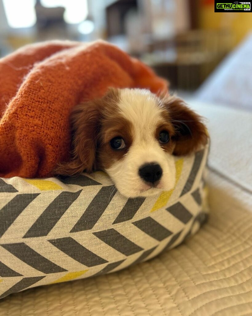 Lisa Ray Instagram - New baby in the house. I neglected to mention we were expecting. Meet Charlie Ray-Dehni. Those melting brown eyes. We are utterly obsessed. Big love to @shalini_dosaj for shepherding Charlie into our lives. #kingcharlescavalier #puppylove