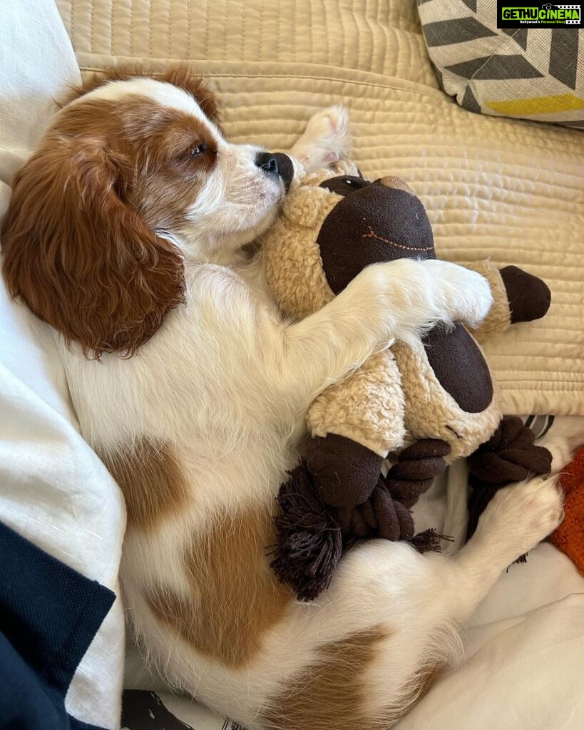 Lisa Ray Instagram - New baby in the house. I neglected to mention we were expecting. Meet Charlie Ray-Dehni. Those melting brown eyes. We are utterly obsessed. Big love to @shalini_dosaj for shepherding Charlie into our lives. #kingcharlescavalier #puppylove