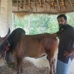M. Sasikumar Instagram - கொம்பு வச்ச சிங்கம்டா #jallikattu #kaalai