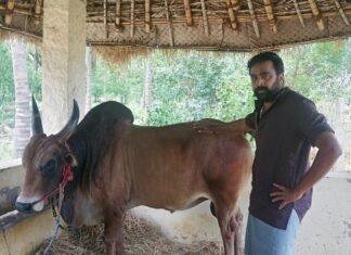 M. Sasikumar Instagram - கொம்பு வச்ச சிங்கம்டா #jallikattu #kaalai