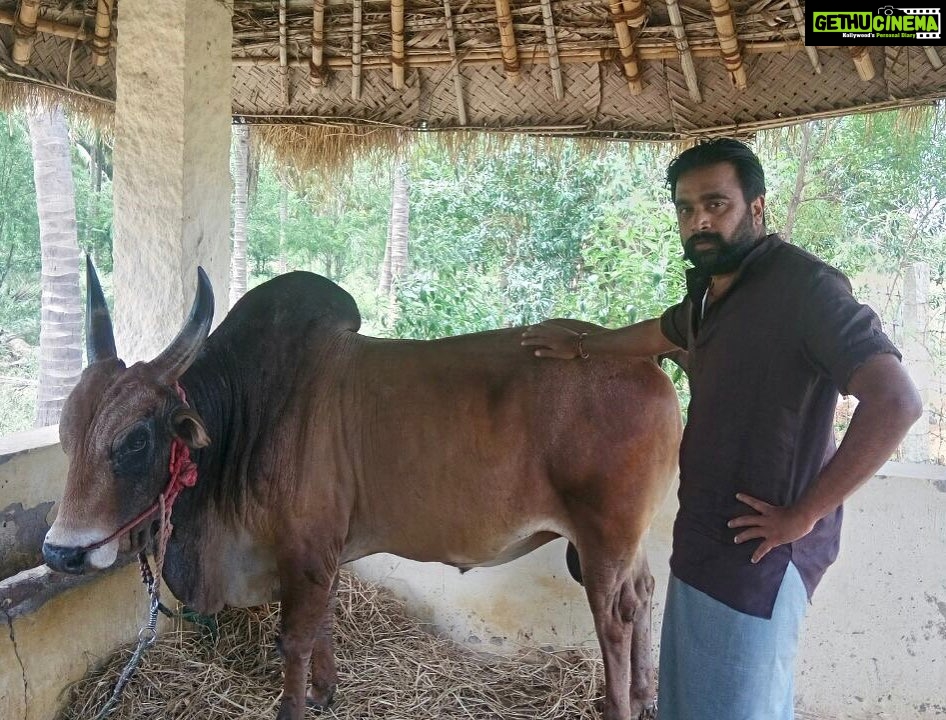 M. Sasikumar Instagram - கொம்பு வச்ச சிங்கம்டா #jallikattu #kaalai