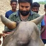 M. Sasikumar Instagram - #kaari 😍👍 #kaalai #jallikattu🐂