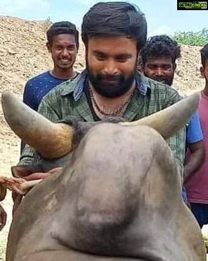 M. Sasikumar Instagram - #kaari 😍👍 #kaalai #jallikattu🐂