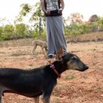 M. Sasikumar Instagram – #Chippiparai #kanni 

#vettai #Farm #kidaari 
📸 Gurusiva