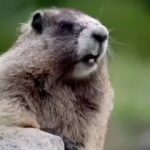 Ma Ka Pa Anand Instagram -