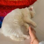 Madhavi Latha Instagram - My cutie baby #catlover