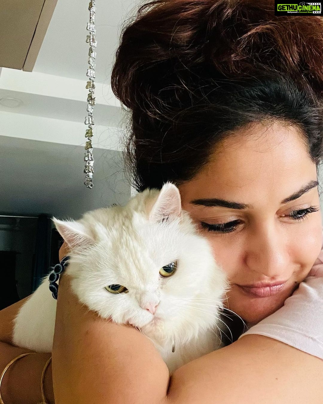Madhavi Latha Instagram - Cat is not only a pet Its A Emotion #catlover #pets #cutie