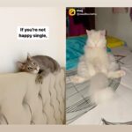 Madhavi Latha Instagram - Cats r precious and hygiene #catlife #catlovers