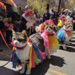 Madhavi Latha Instagram - Cat parade in Amsterdam. I wanna go there! I want to gooooo there