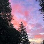 Malavika Mohanan Instagram - It was a beautiful first day of the year ☺️💕 Here are a few things that made yesterday beautiful- •Flowers the most beautiful shade of pink that are scattered everywhere around my cottage 🌺 •Pink evening sky which looks like someone filled it with candy floss all over •Watching a splendid sunset • I love mountain flowers. I always feel like the most beautiful flowers in our country are found in the Himalayas. Especially during spring time •Tha gorgeous Kumaon range •’Bhola’ the horse who was very camera shy and would turn away every time I tried to take a photo of him 🐴 •Accessorize even when it’s 0 degrees outside 🥶 •Hot cup of coffee for the win no matter what the weather is or no matter which city I’m in 🤤 😬 Binsar, Uttarakhand, India
