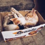 Malavika Mohanan Instagram – When you realise you’ve travelled  8066 kms to mainly take pictures of cats 🐈 
#NotComplainingThough
#CatsOfMorocco
