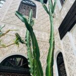 Malavika Mohanan Instagram – Felt like my Indian accessories fit right into the lovely visual palette of Marrakech 💕
#MarrakchiLife
#SoMuchCactiEverywhere 🌵 Marrakesh, Morocco