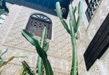 Malavika Mohanan Instagram - Felt like my Indian accessories fit right into the lovely visual palette of Marrakech 💕 #MarrakchiLife #SoMuchCactiEverywhere 🌵 Marrakesh, Morocco