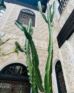 Malavika Mohanan Instagram - Felt like my Indian accessories fit right into the lovely visual palette of Marrakech 💕 #MarrakchiLife #SoMuchCactiEverywhere 🌵 Marrakesh, Morocco