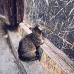 Malavika Mohanan Instagram - When you realise you’ve travelled 8066 kms to mainly take pictures of cats 🐈 #NotComplainingThough #CatsOfMorocco