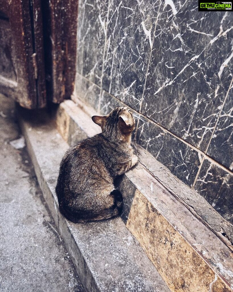 Malavika Mohanan Instagram - When you realise you’ve travelled 8066 kms to mainly take pictures of cats 🐈 #NotComplainingThough #CatsOfMorocco