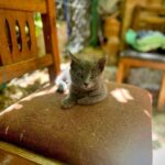 Malavika Mohanan Instagram - When you realise you’ve travelled 8066 kms to mainly take pictures of cats 🐈 #NotComplainingThough #CatsOfMorocco