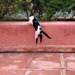 Malavika Mohanan Instagram - When you realise you’ve travelled 8066 kms to mainly take pictures of cats 🐈 #NotComplainingThough #CatsOfMorocco