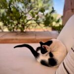 Malavika Mohanan Instagram - When you realise you’ve travelled 8066 kms to mainly take pictures of cats 🐈 #NotComplainingThough #CatsOfMorocco