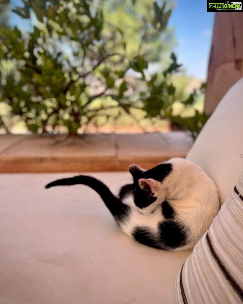 Malavika Mohanan Instagram - When you realise you’ve travelled 8066 kms to mainly take pictures of cats 🐈 #NotComplainingThough #CatsOfMorocco