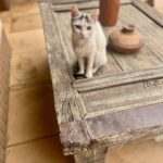 Malavika Mohanan Instagram - When you realise you’ve travelled 8066 kms to mainly take pictures of cats 🐈 #NotComplainingThough #CatsOfMorocco