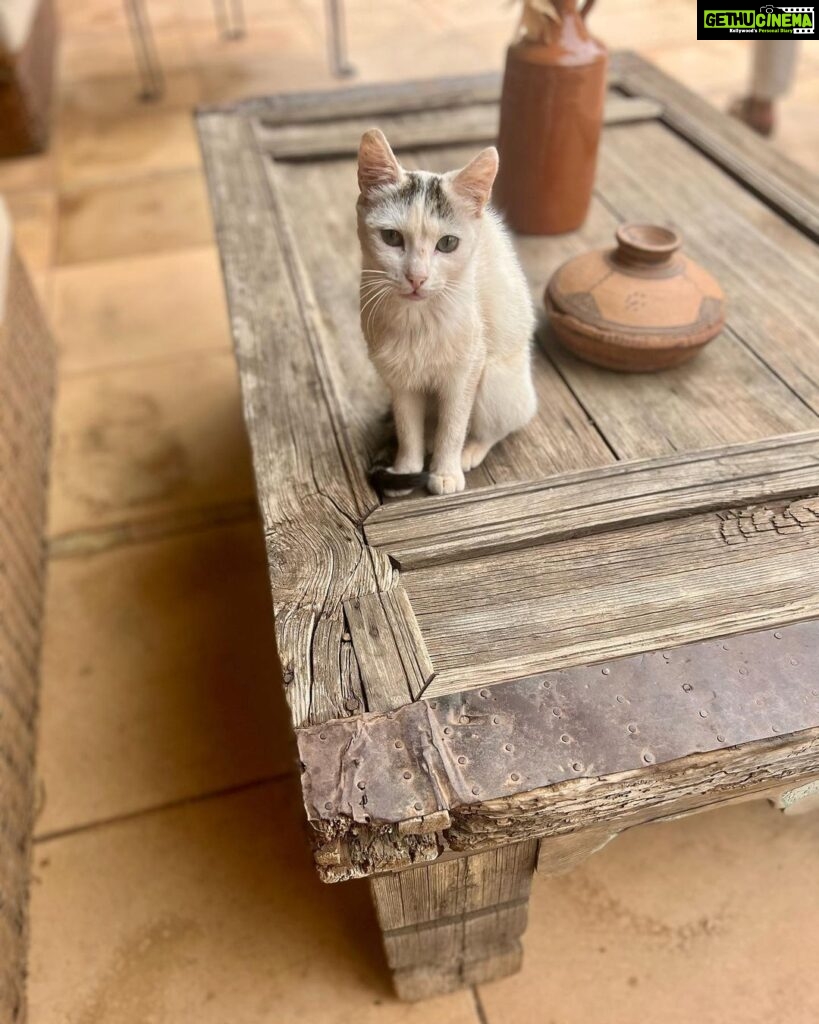 Malavika Mohanan Instagram - When you realise you’ve travelled 8066 kms to mainly take pictures of cats 🐈 #NotComplainingThough #CatsOfMorocco