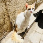 Malavika Mohanan Instagram - When you realise you’ve travelled 8066 kms to mainly take pictures of cats 🐈 #NotComplainingThough #CatsOfMorocco